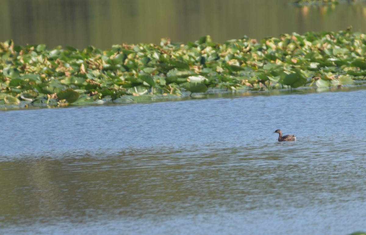 Pied-billed Grebe - ML642645520