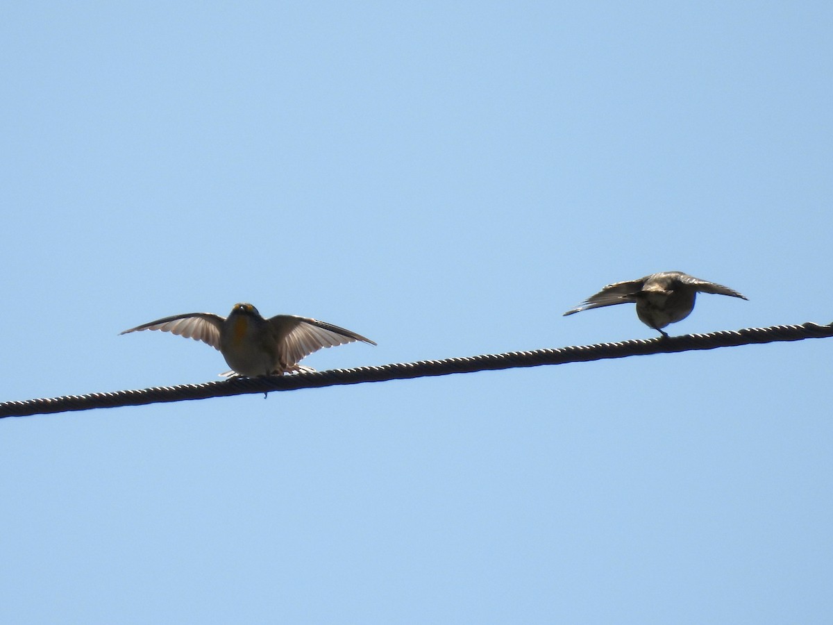 Striated Pardalote - ML642645538