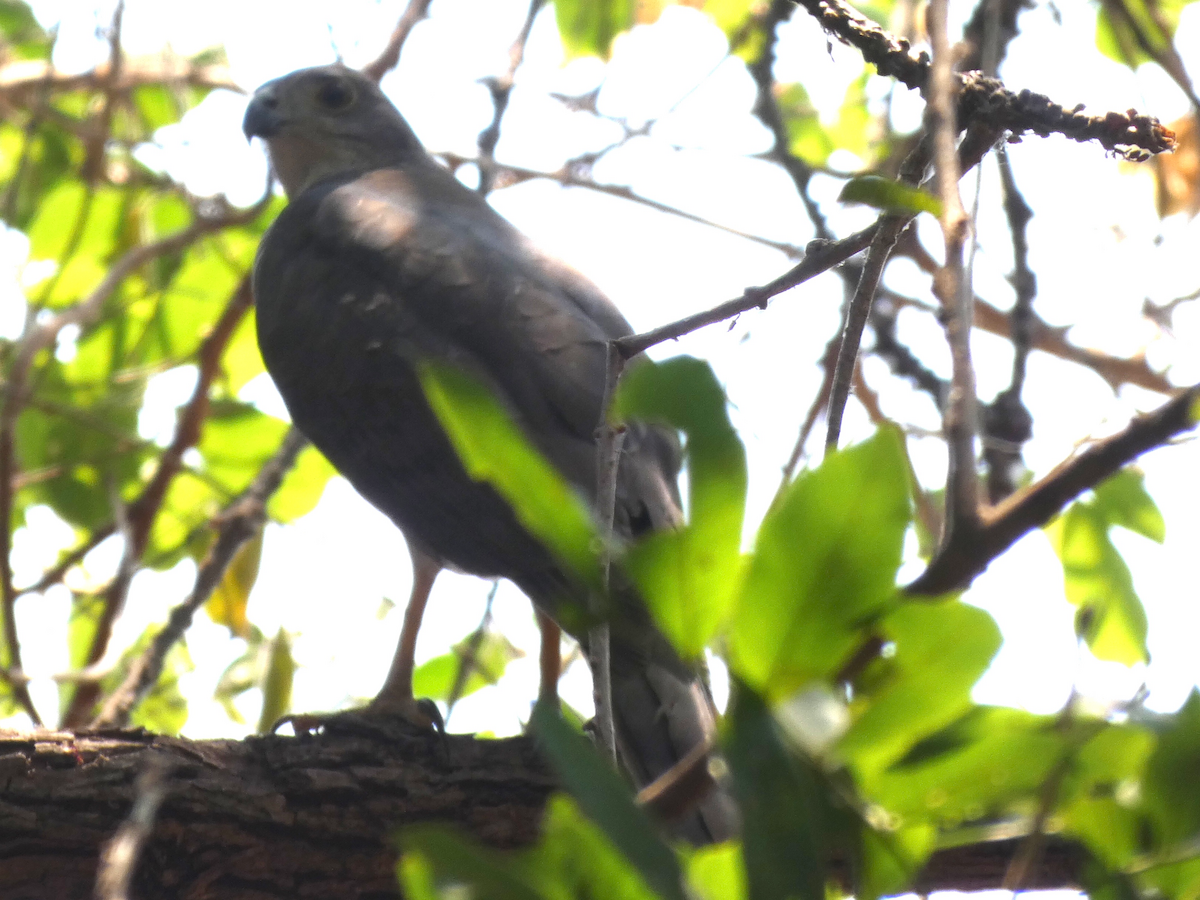 African Goshawk - ML642645544