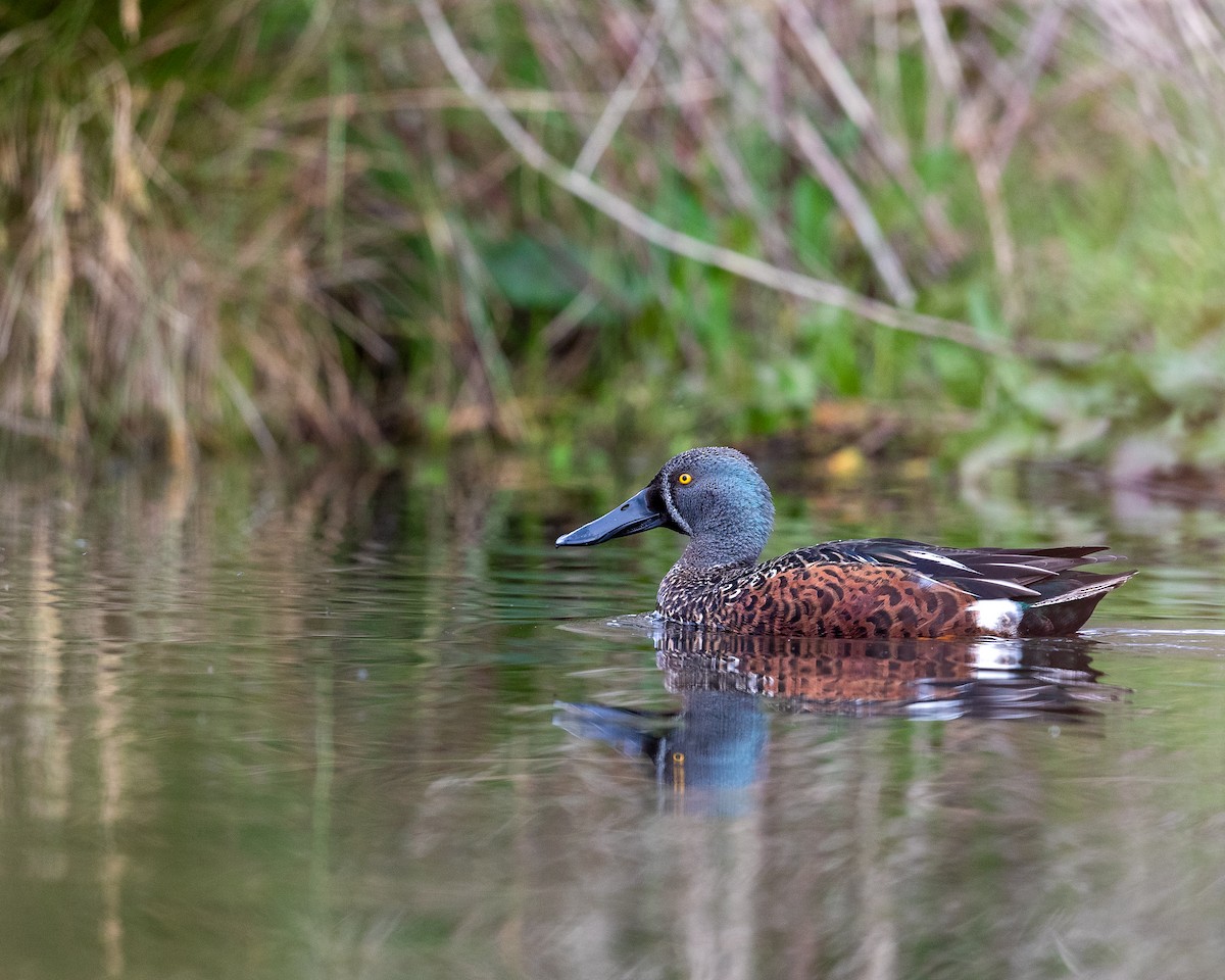 Australasian Shoveler - ML642645560