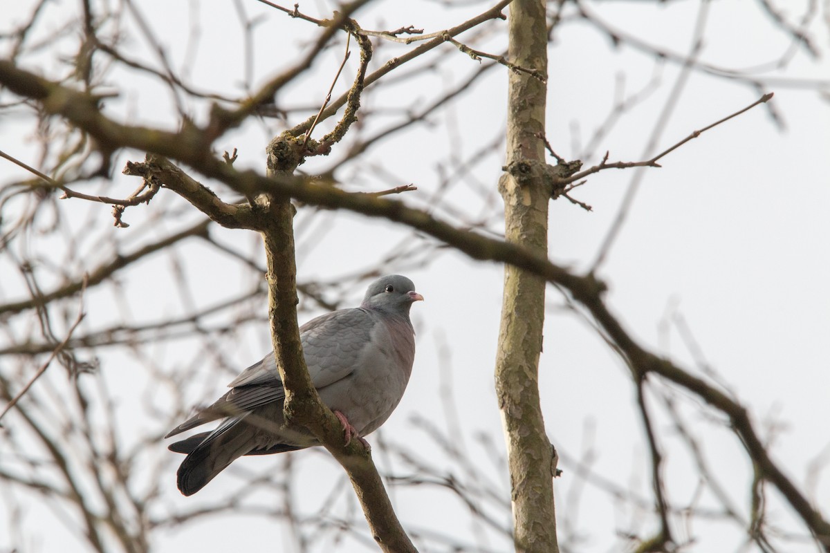 Stock Dove - ML642645564