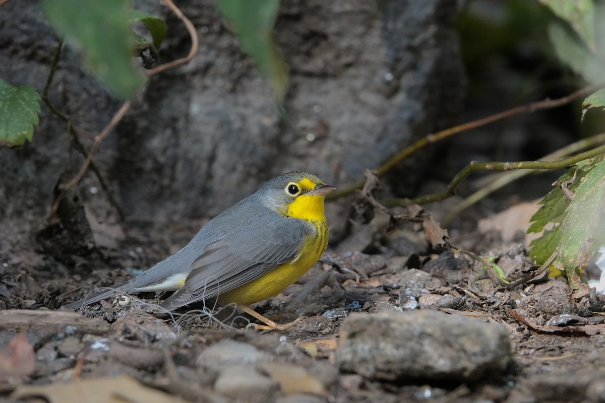 Canada Warbler - ML642645568