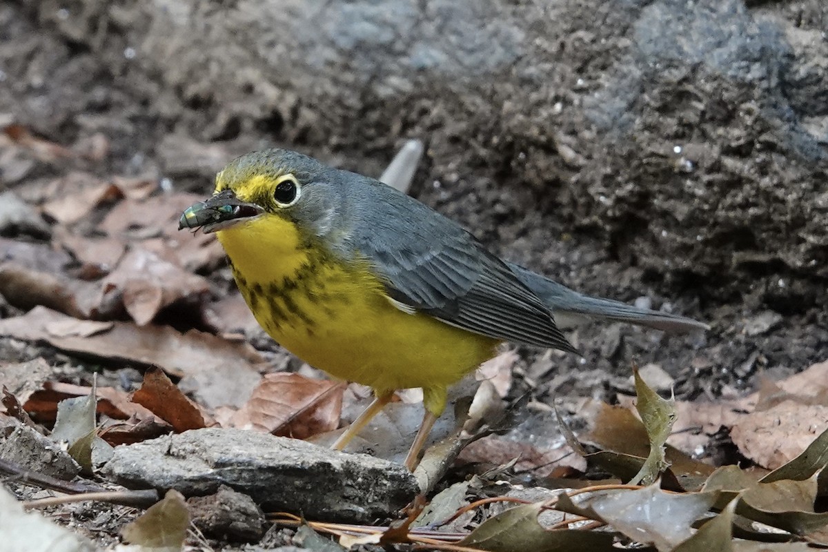 Canada Warbler - ML642645578