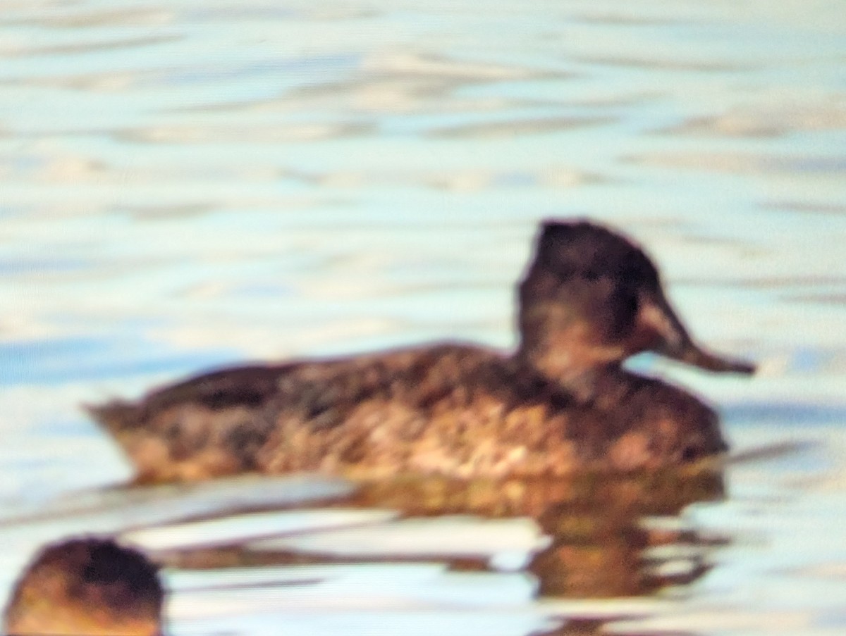 Freckled Duck - ML642645592
