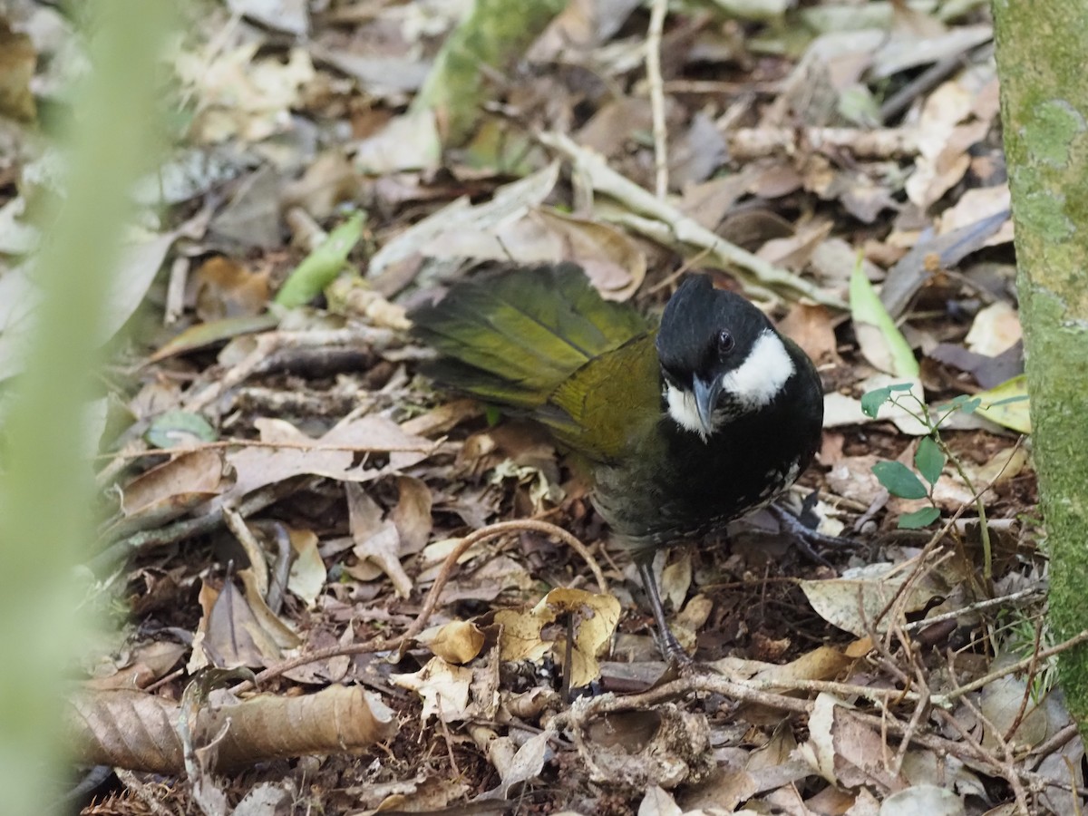 Eastern Whipbird - ML642645593