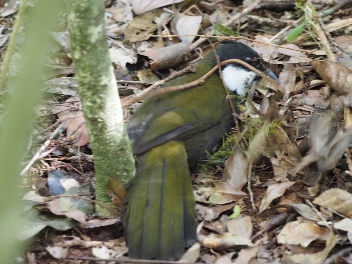 Eastern Whipbird - ML642645594
