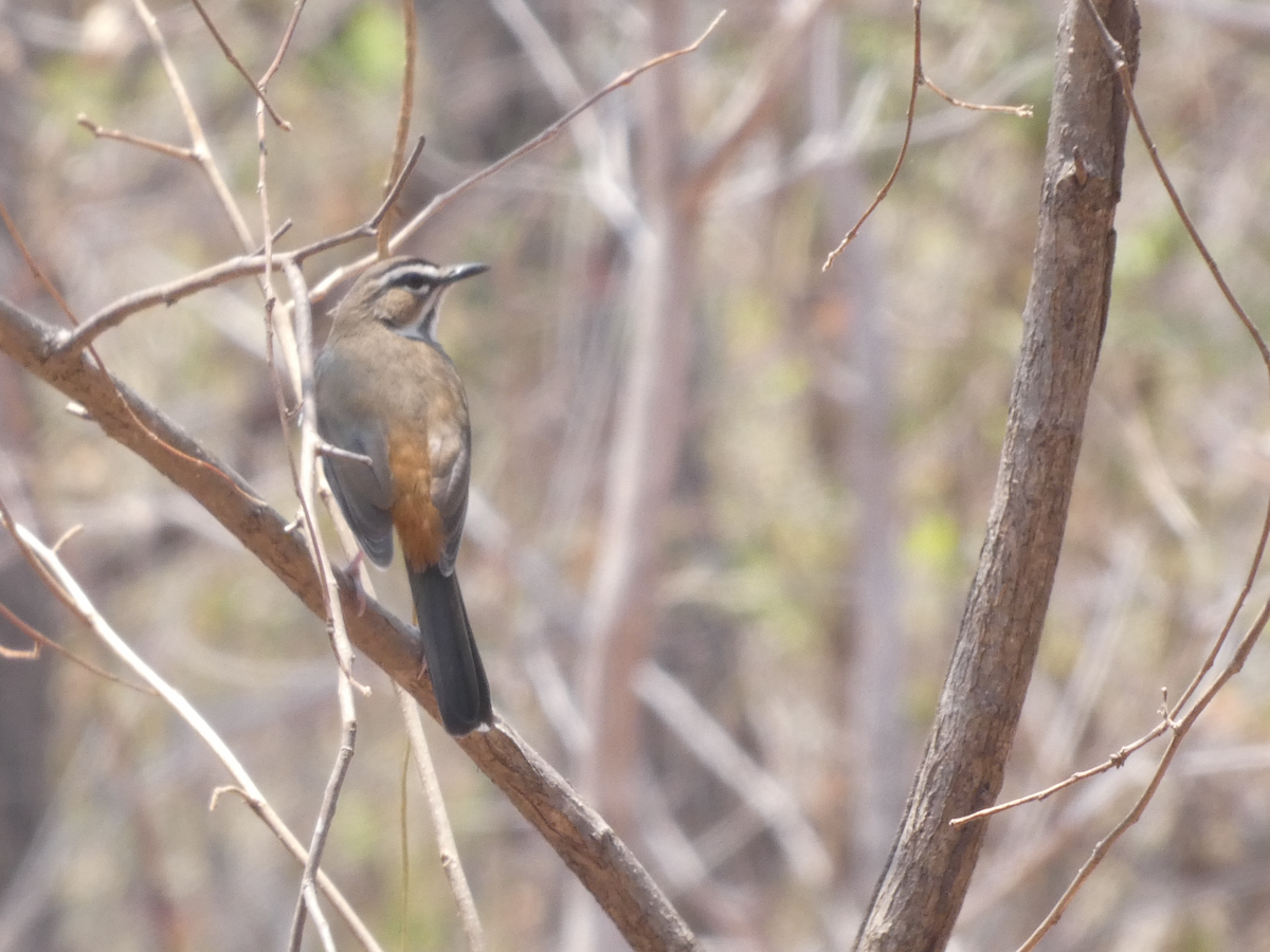 Bearded Scrub-Robin - ML642645613