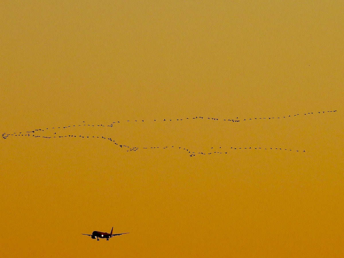 White-faced Ibis - ML642645619
