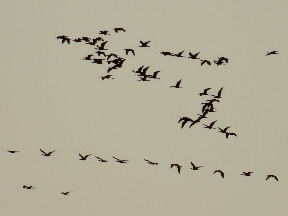 White-faced Ibis - ML642645620