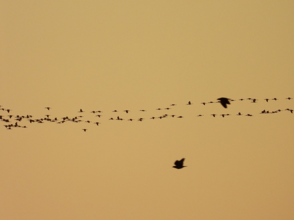 White-faced Ibis - ML642645621