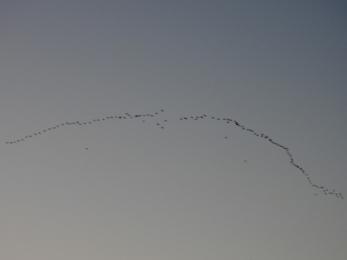 White-faced Ibis - ML642645622