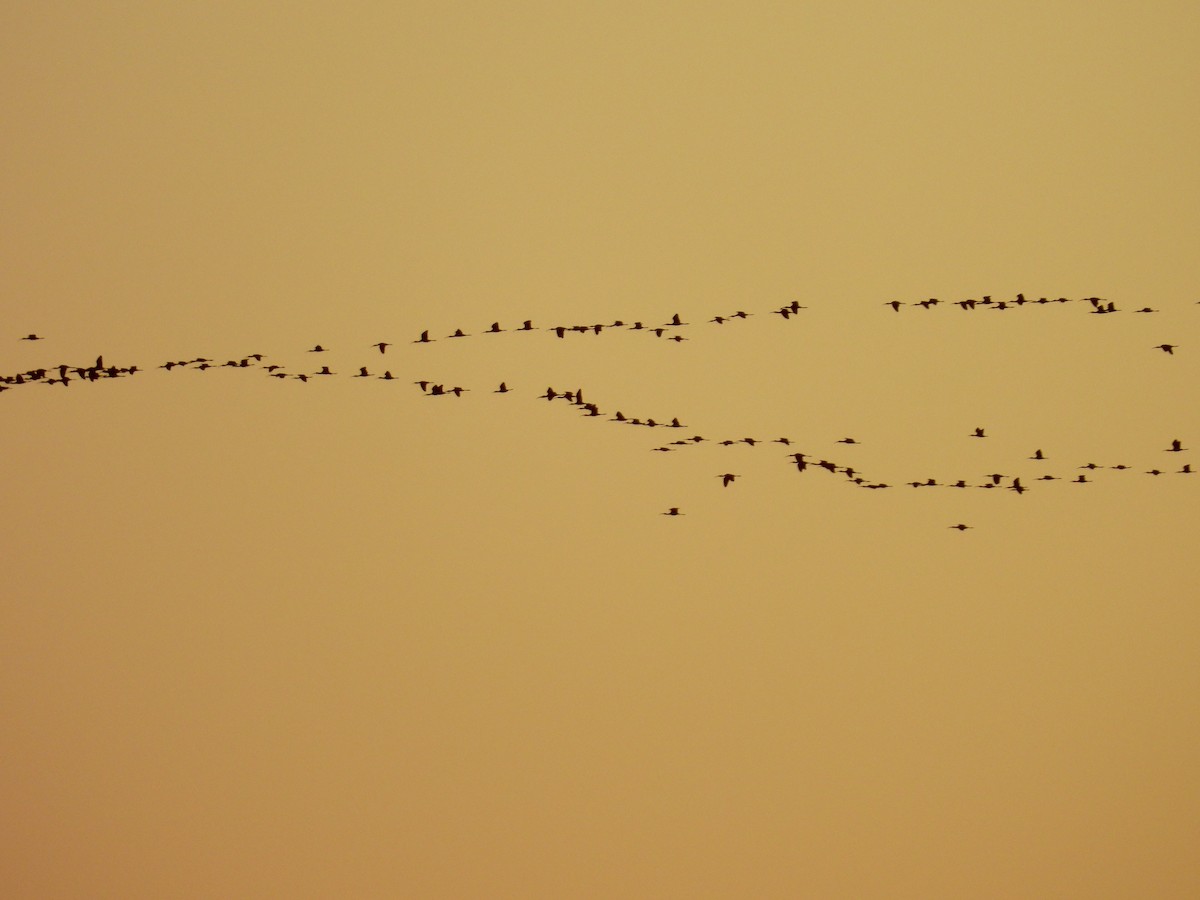 White-faced Ibis - ML642645623