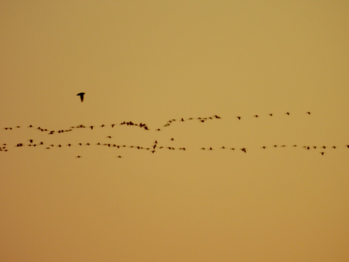 White-faced Ibis - ML642645624
