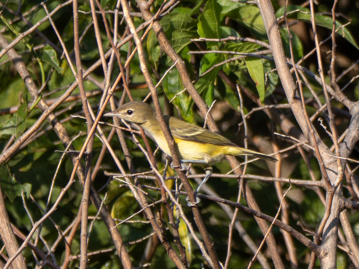 Bell's Vireo - ML642645630