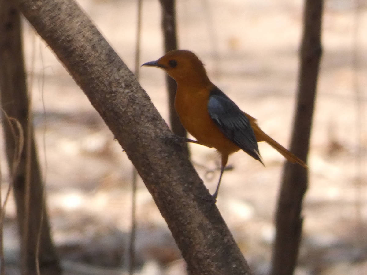 Red-capped Robin-Chat - ML642645634