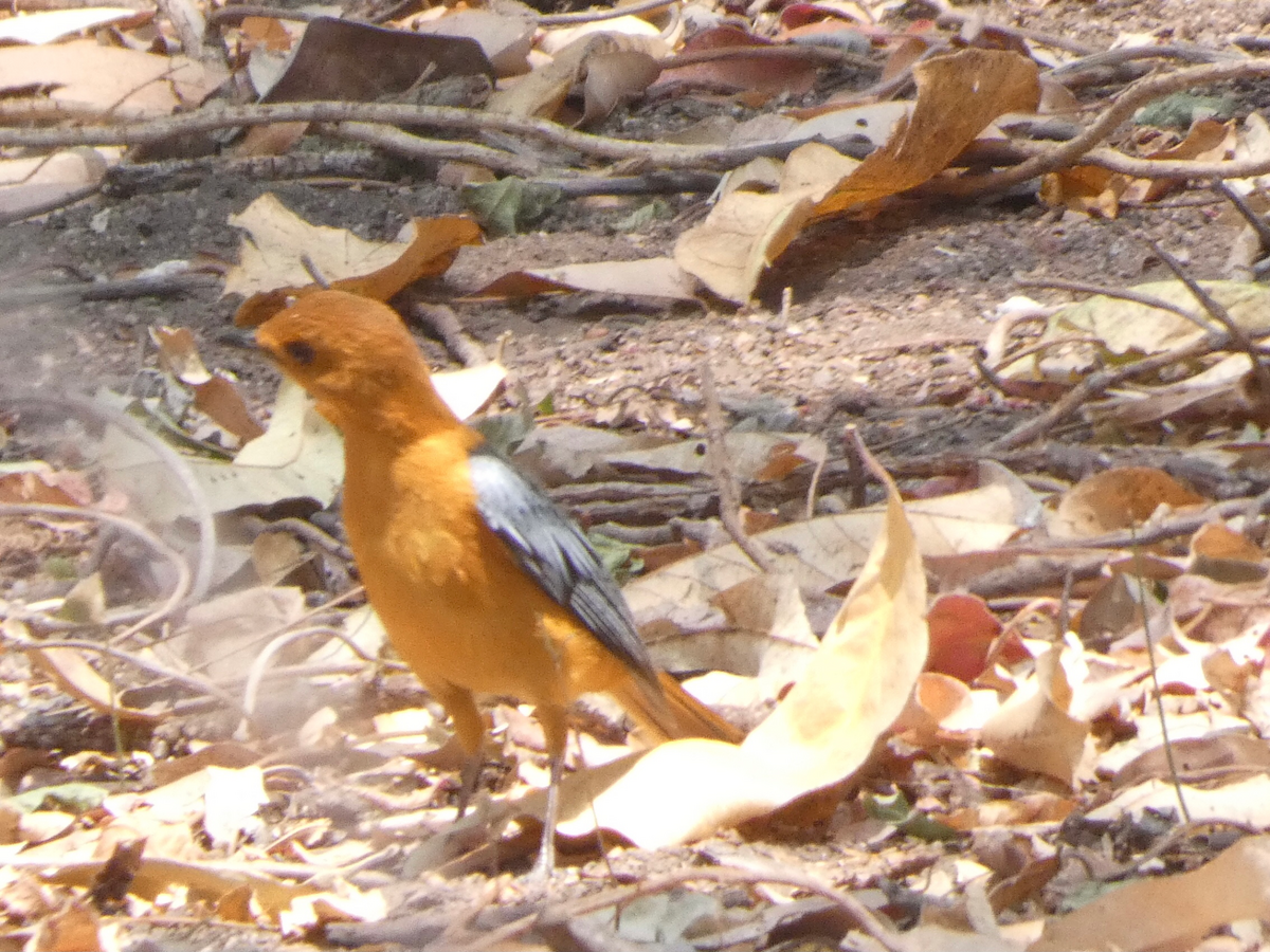 Red-capped Robin-Chat - ML642645635