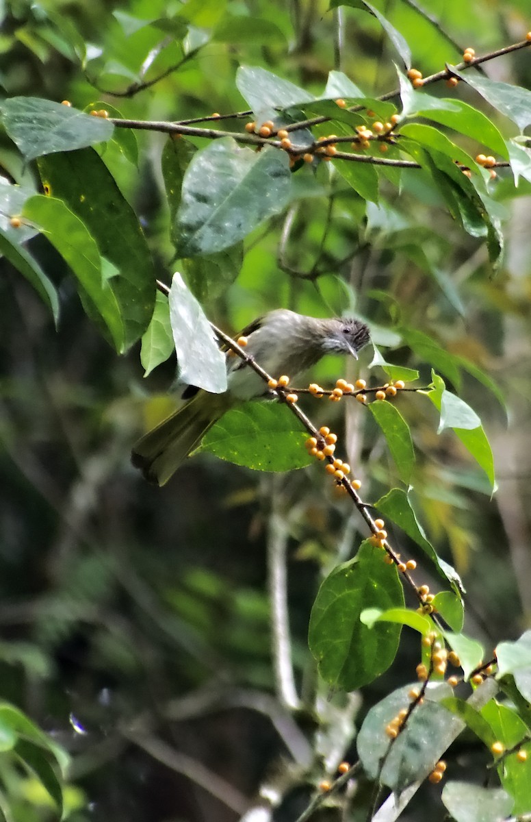 Mountain Bulbul - ML642645644