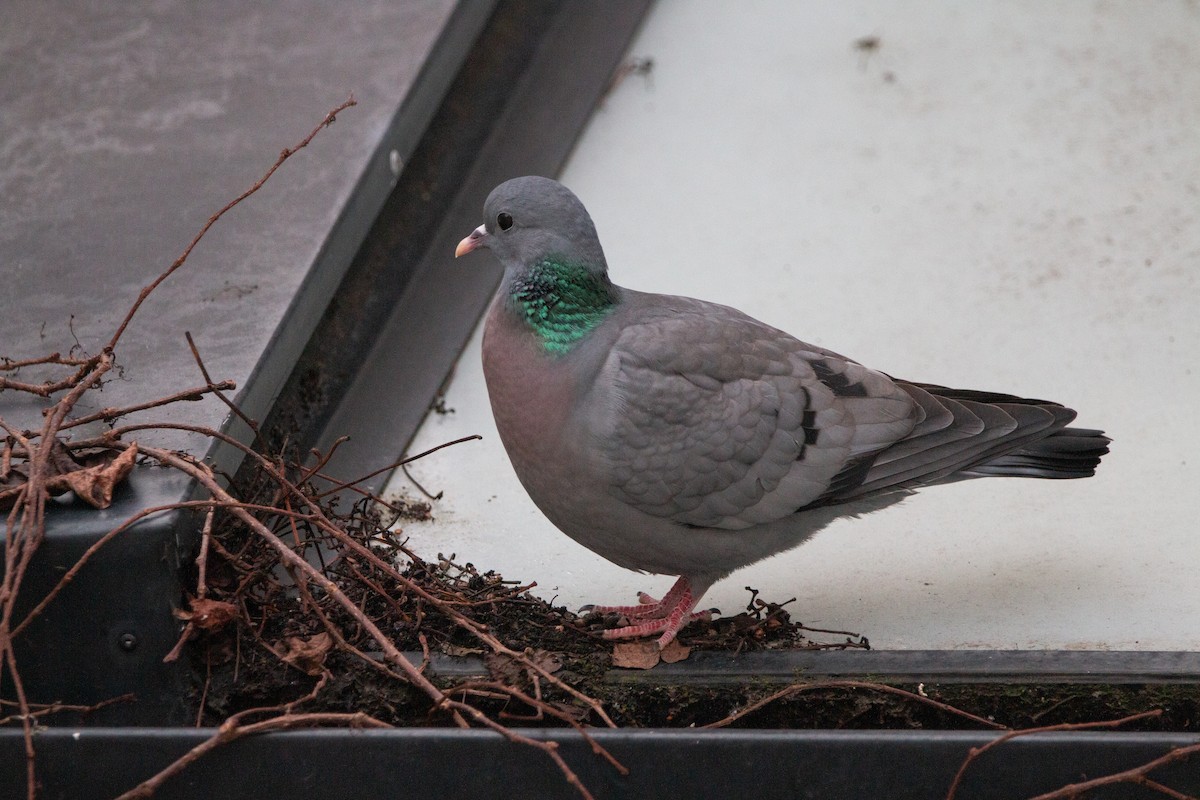 Stock Dove - ML642645648