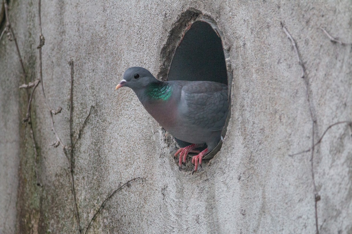 Stock Dove - ML642645649