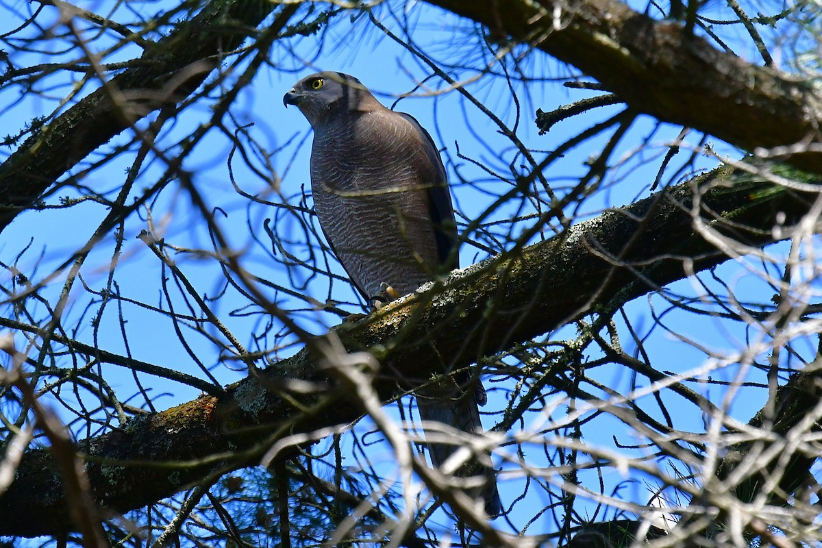 Brown Goshawk - ML642645650