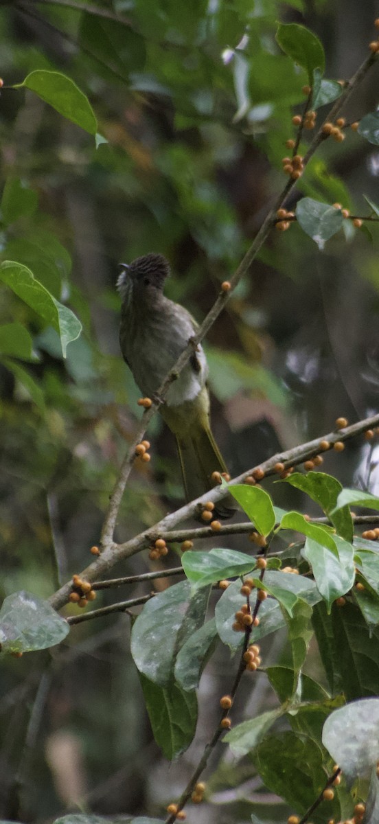 Mountain Bulbul - ML642645657