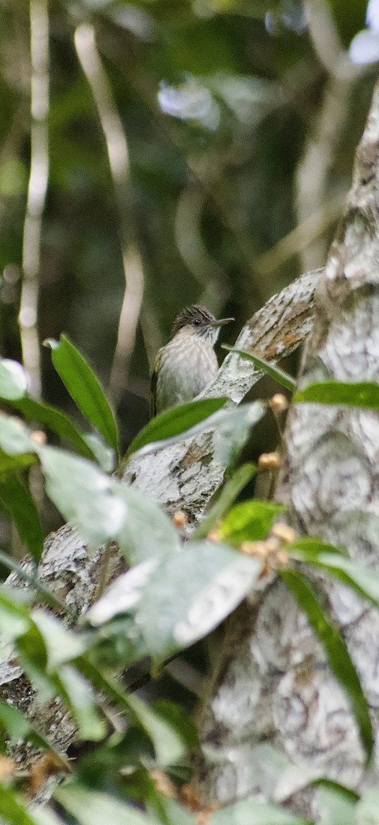 Mountain Bulbul - ML642645658