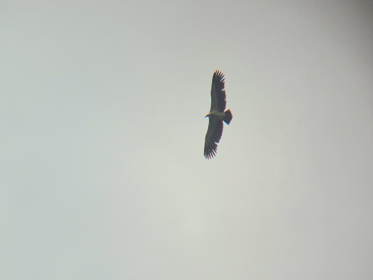 Indian Vulture - ML642645676