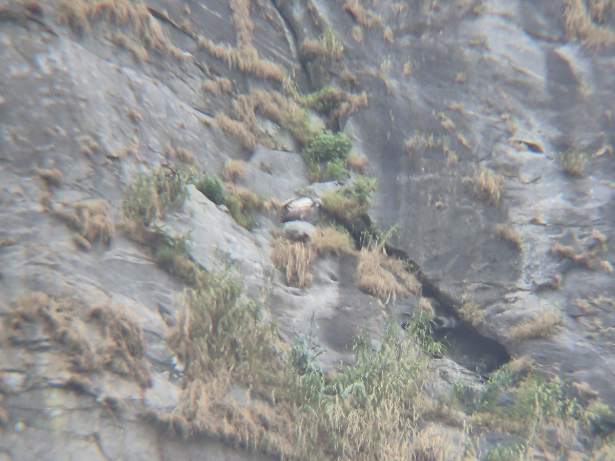 Indian Vulture - ML642645677