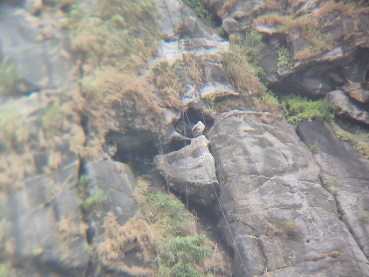 Indian Vulture - ML642645678