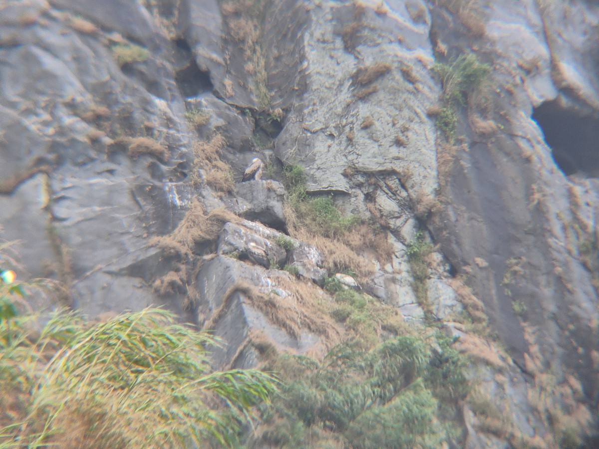 Indian Vulture - ML642645679