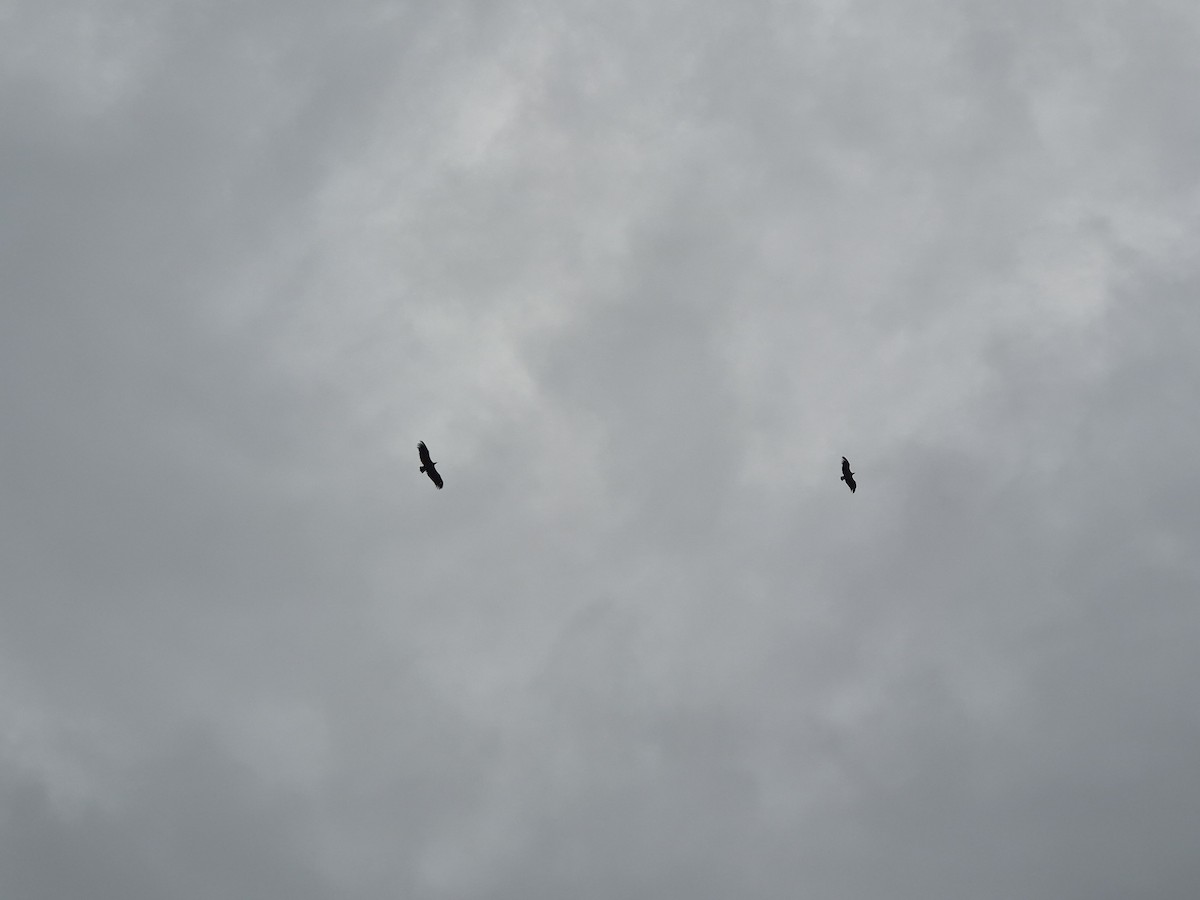 Indian Vulture - ML642645680