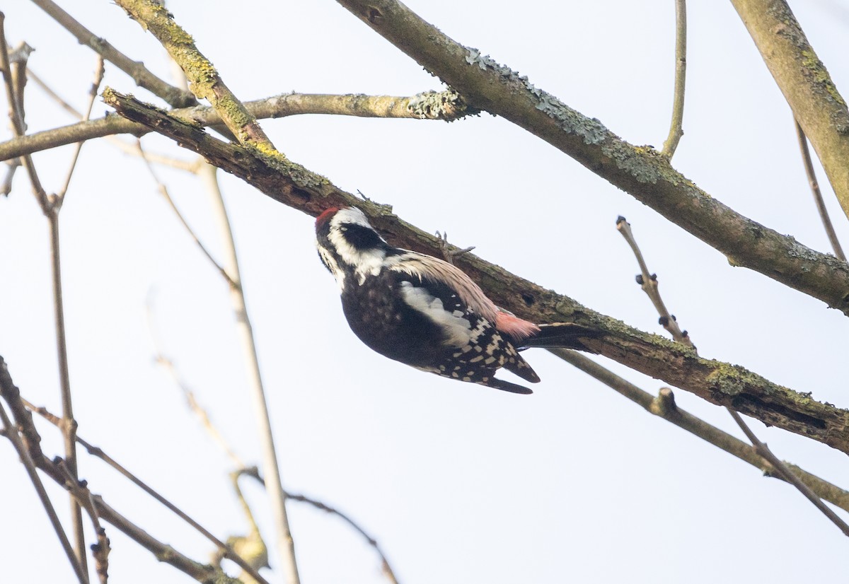 Middle Spotted Woodpecker - ML642645699