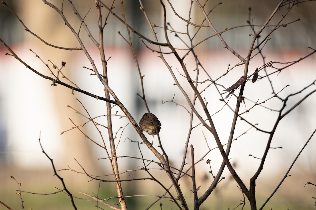 Dunnock - ML642645712