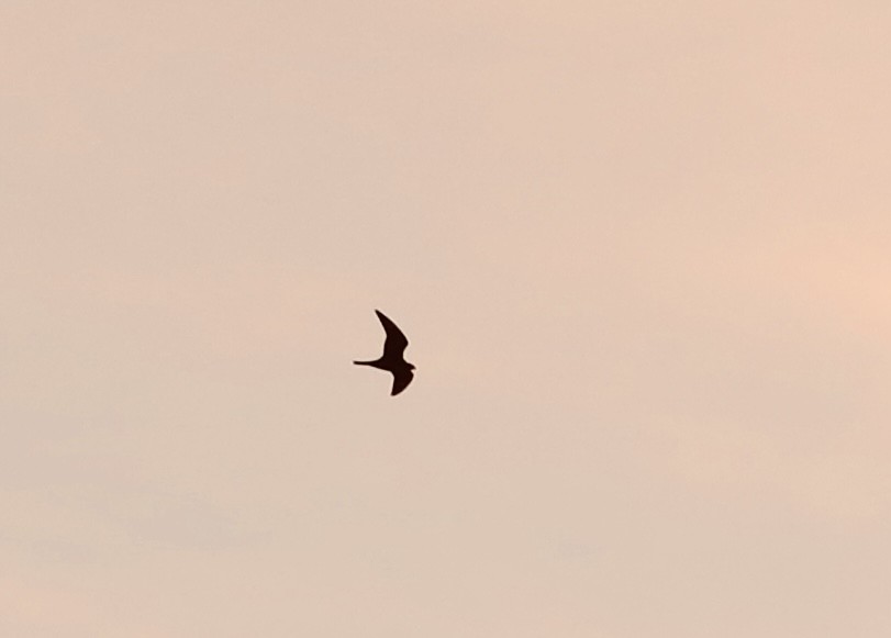 Common Nighthawk - ML642645716