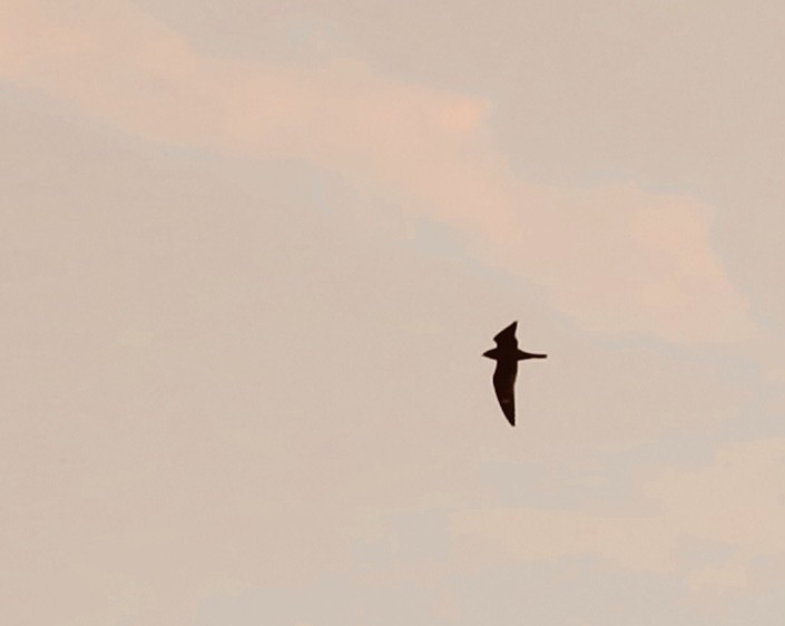 Common Nighthawk - ML642645717