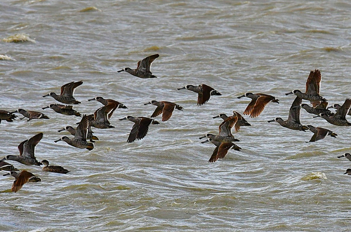 Pink-eared Duck - ML642645719
