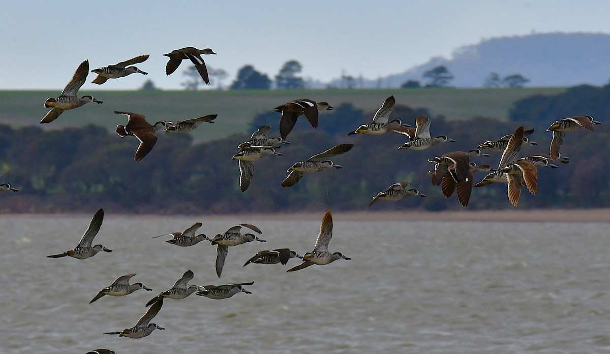 Pink-eared Duck - ML642645720