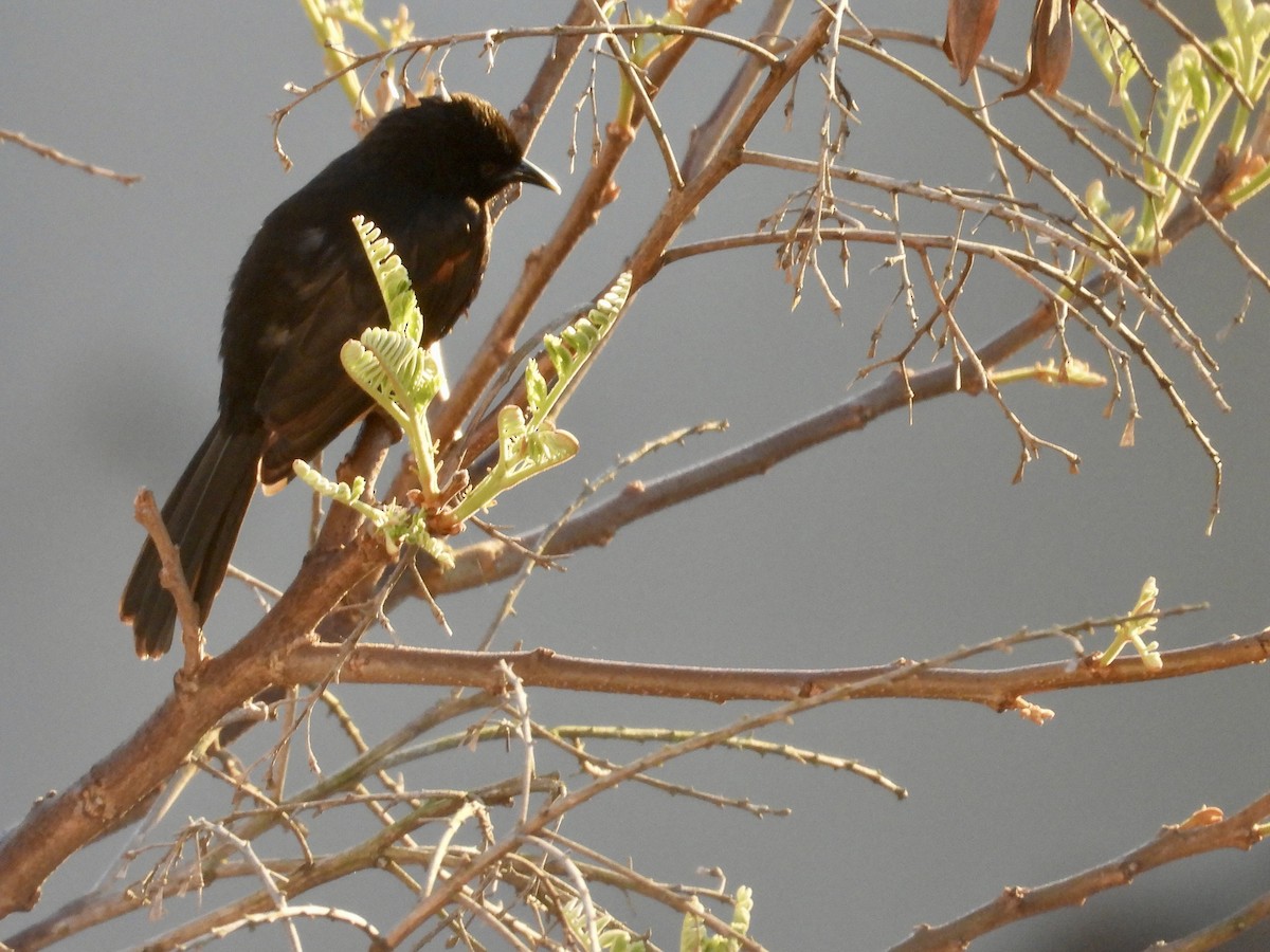 Variable Oriole (Chestnut-shouldered) - ML642645723