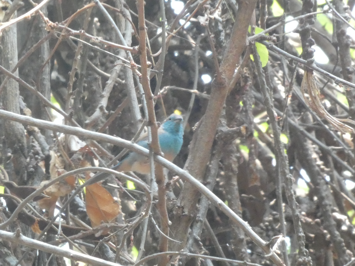 Southern Cordonbleu - ML642645751