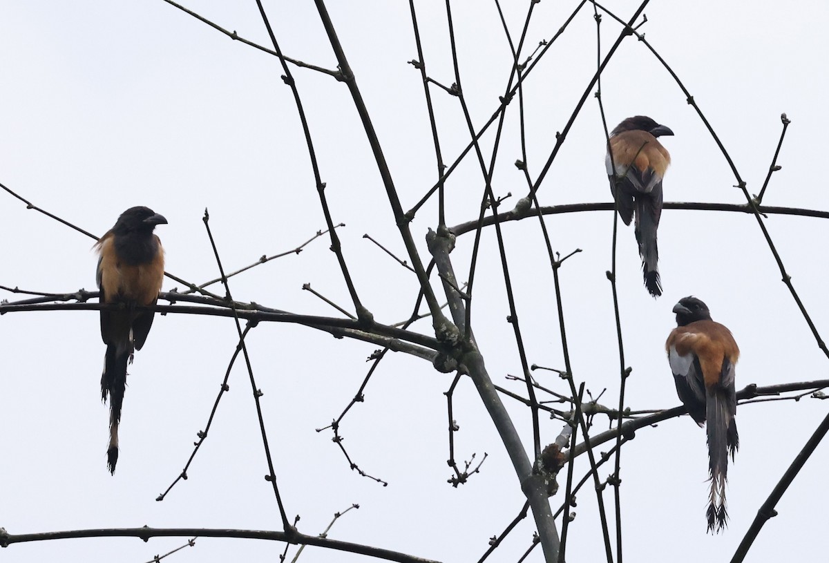 Rufous Treepie - ML642645790