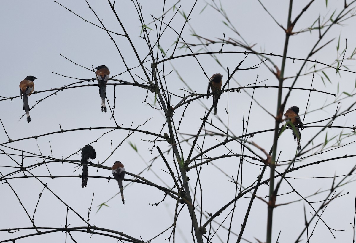 Rufous Treepie - ML642645791