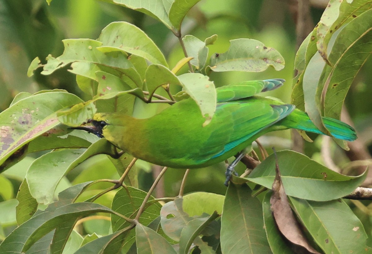 Blue-winged Leafbird - ML642645811