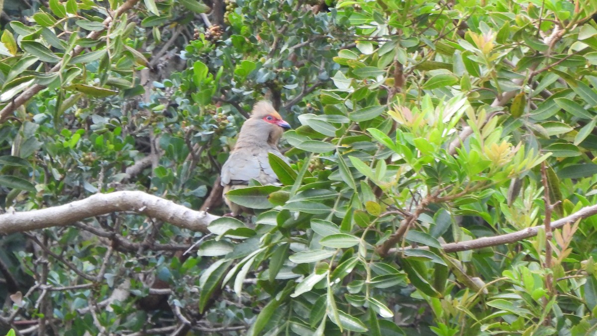 Red-faced Mousebird - ML642645818