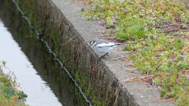 White Wagtail (Black-backed) - ML642645875