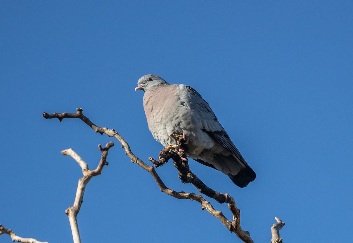 Stock Dove - ML642645889