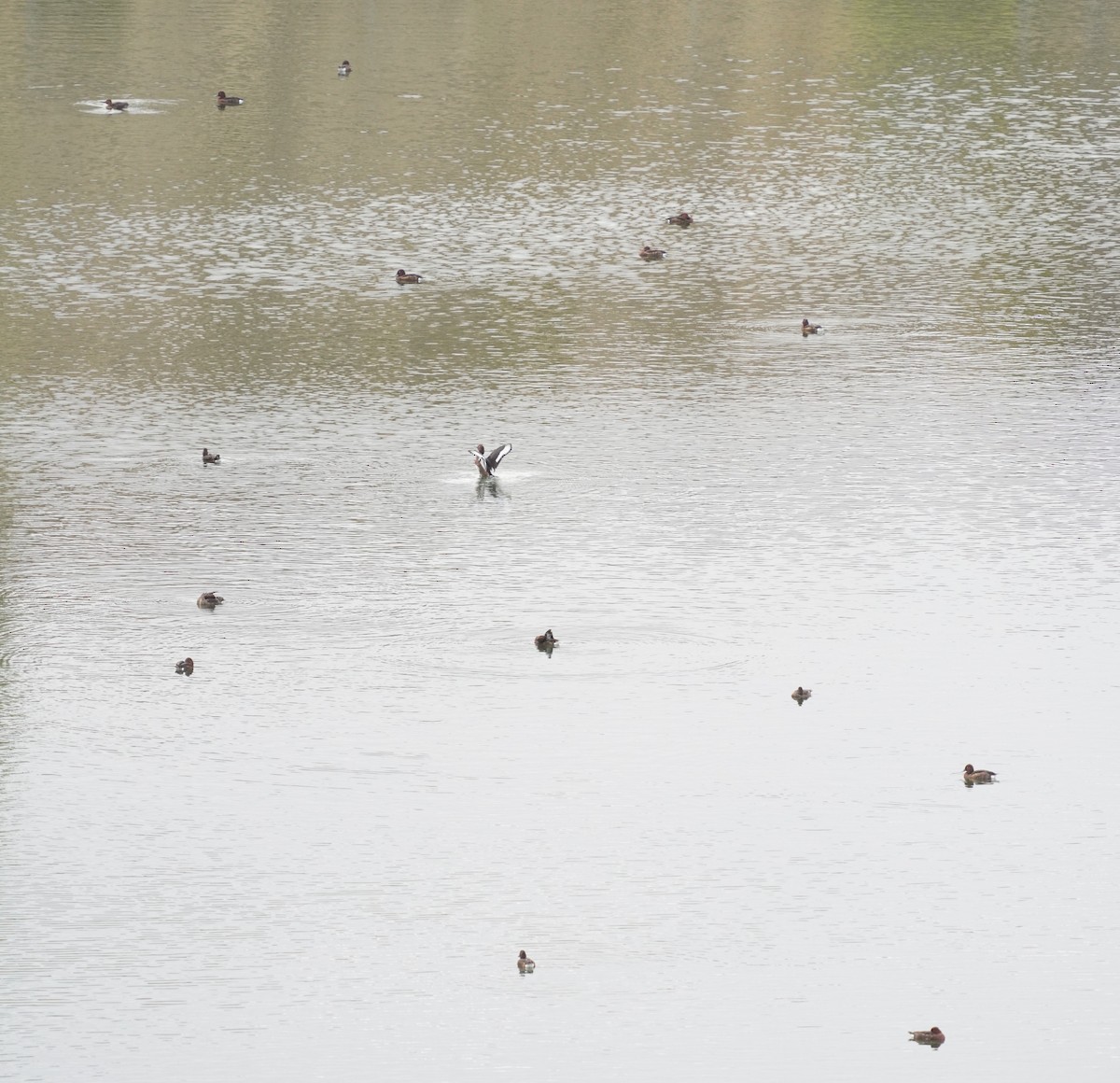 polák malý - ML642645892