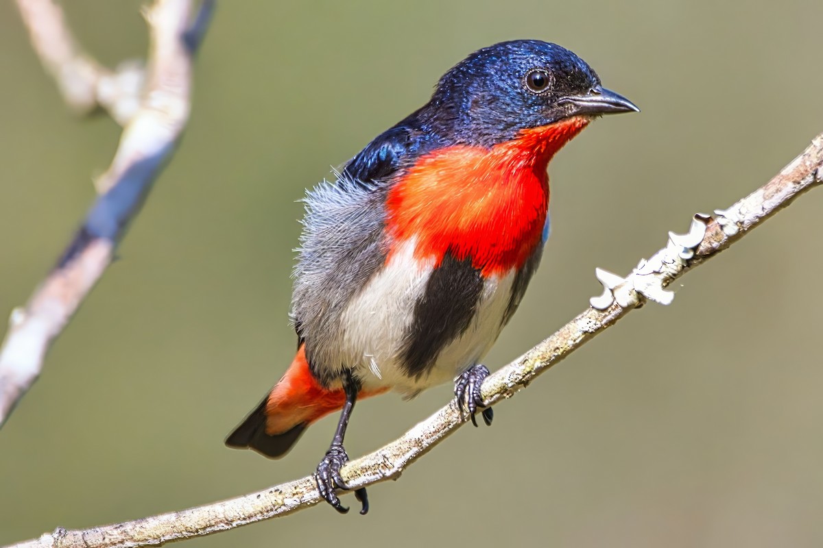 Mistletoebird (Australian) - ML642645900