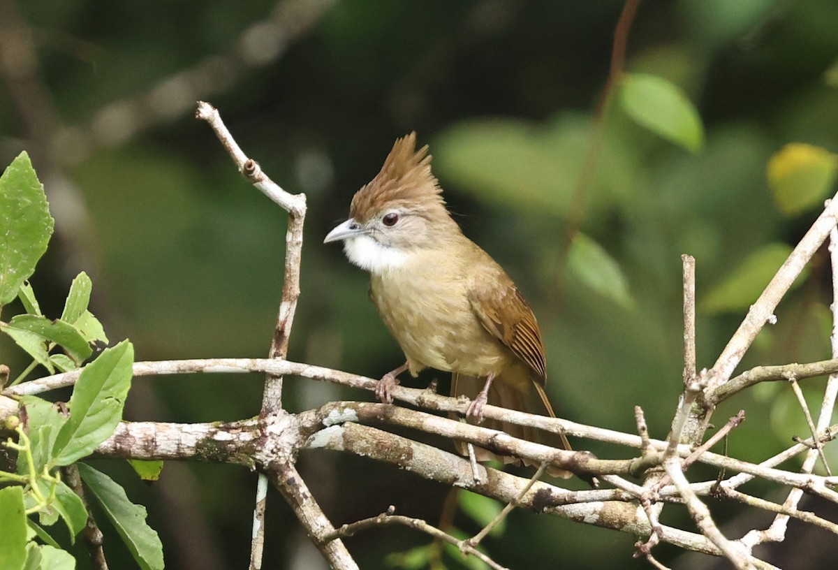 Ochraceous Bulbul - ML642645914