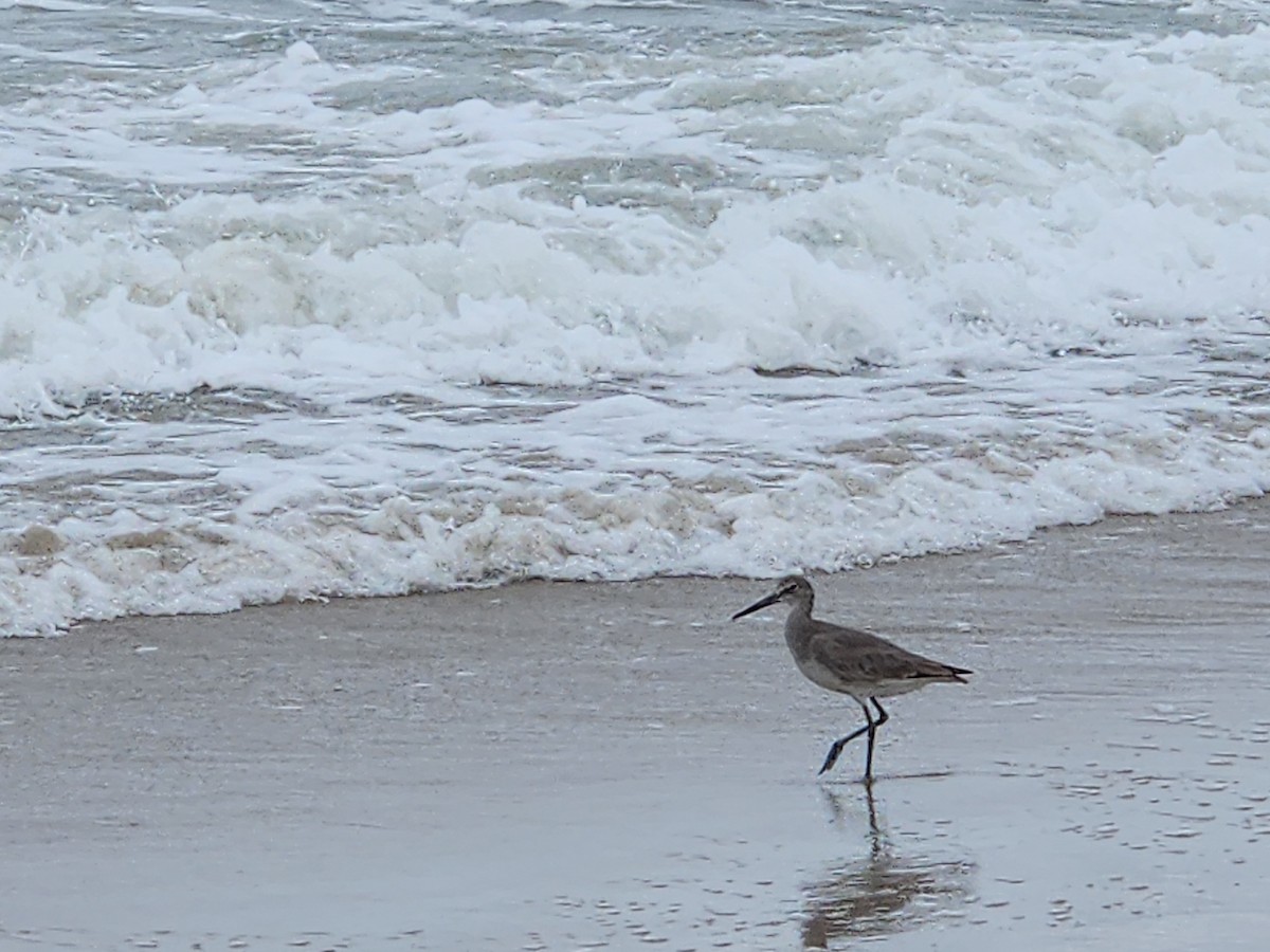 Willet - ML642645923