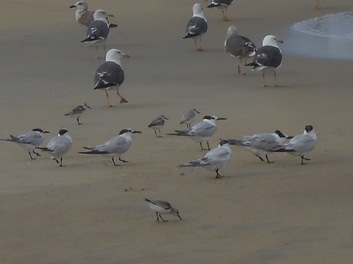 Sandwich Tern - ML642645951